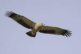 Tawny Eagle