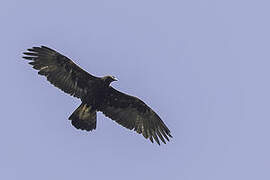 Golden Eagle