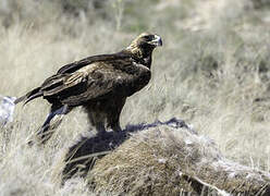 Golden Eagle