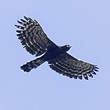 Aigle tyran