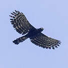 Aigle tyran