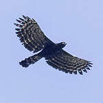 Aigle tyran