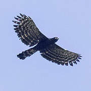 Aigle tyran
