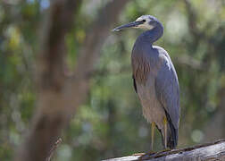 White-faced Heron