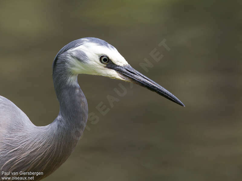 White-faced Heronadult, close-up portrait