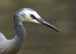 White-faced Heron