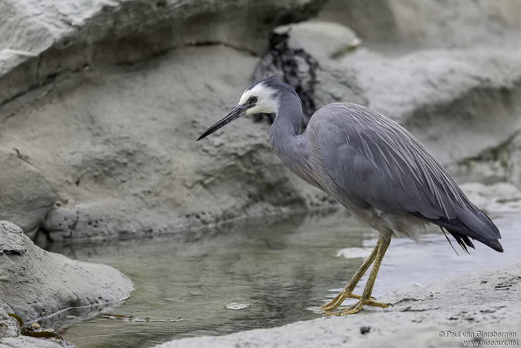 Aigrette à face blancheadulte