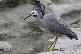 White-faced Heron