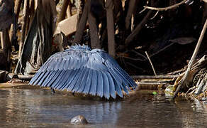 Aigrette ardoisée