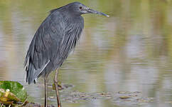 Aigrette ardoisée