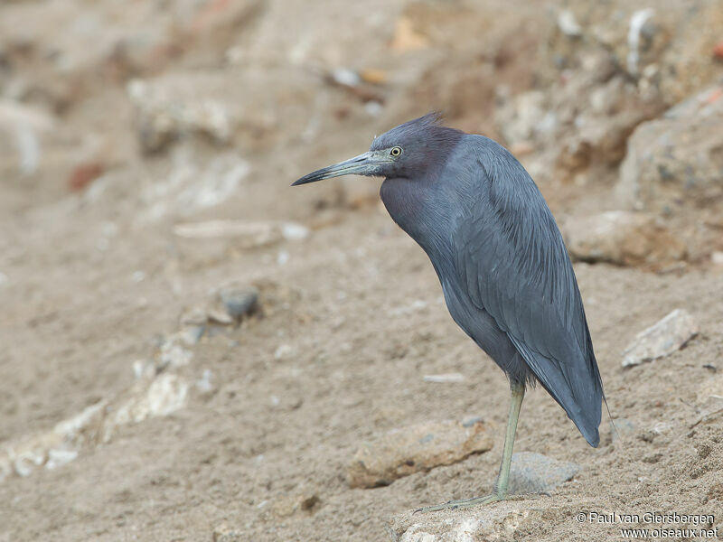 Aigrette bleue