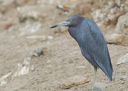 Little Blue Heron