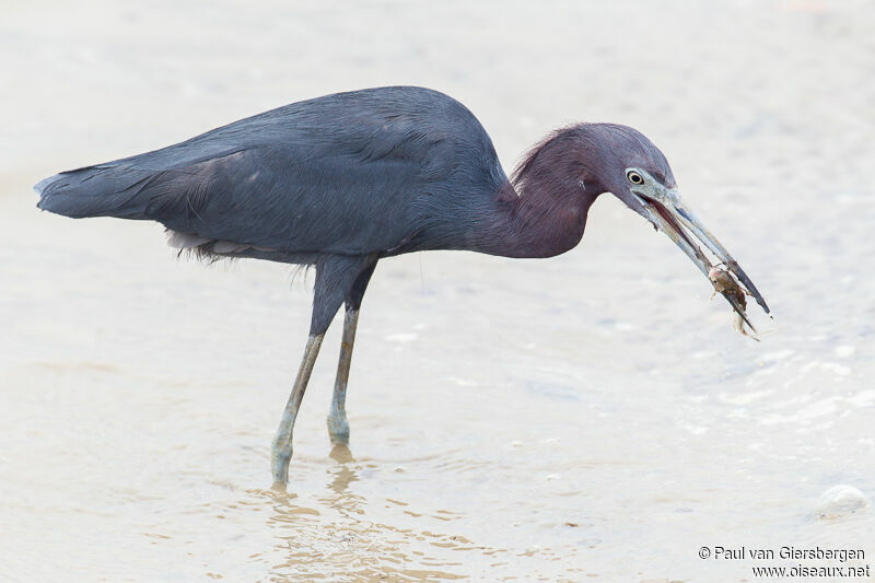 Little Blue Heron