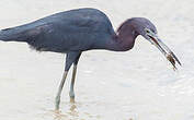 Aigrette bleue