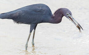 Little Blue Heron