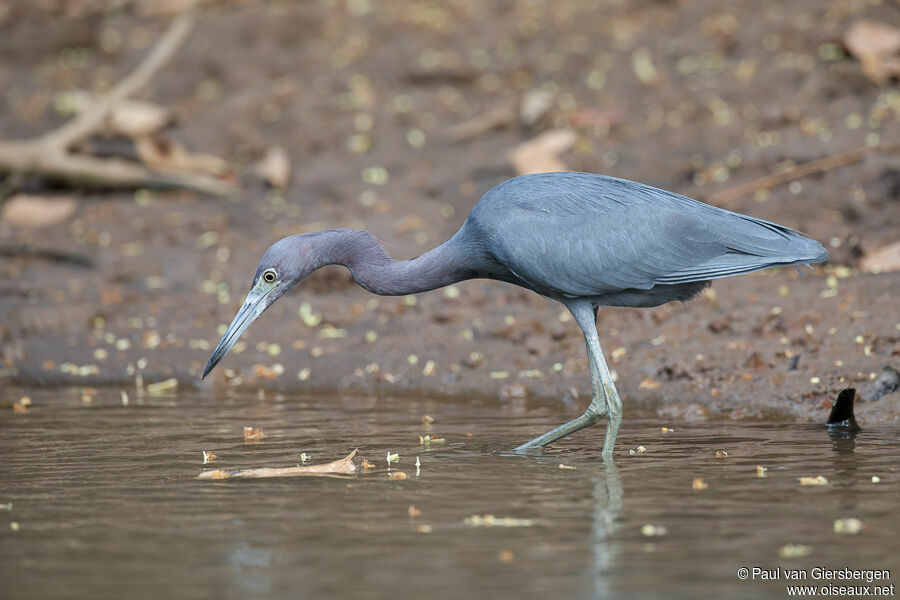 Little Blue Heronadult