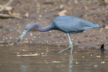 Aigrette bleue