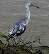 Aigrette bleue