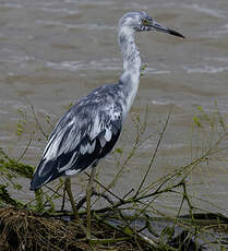 Aigrette bleue