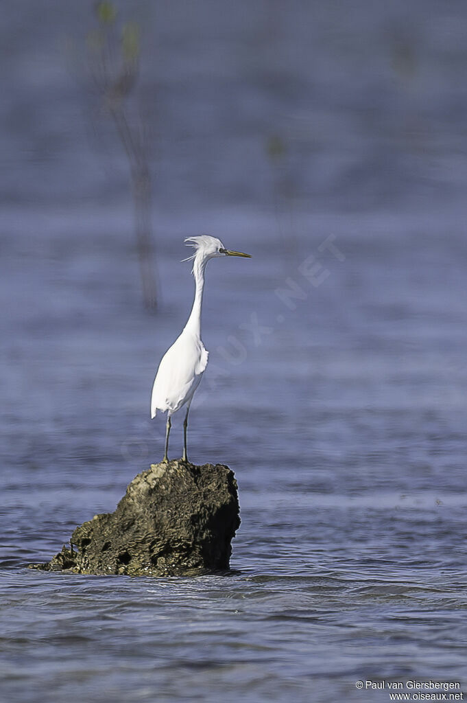 Aigrette de Chineadulte