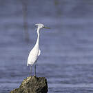 Aigrette de Chine