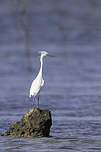 Aigrette de Chine