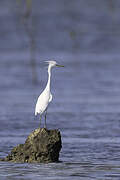 Chinese Egret