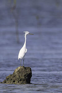 Aigrette de Chine