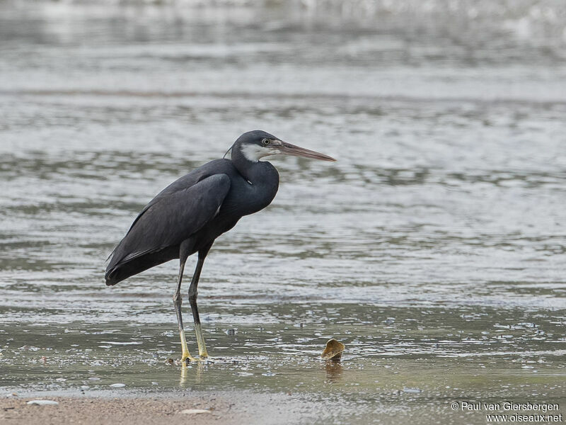 Aigrette des récifs