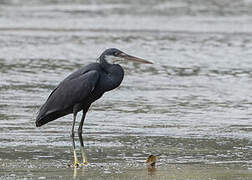 Western Reef Heron