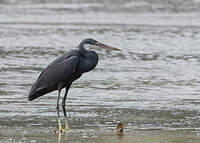 Aigrette des récifs