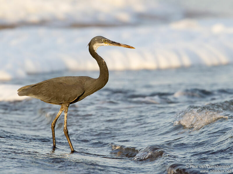 Western Reef Heron