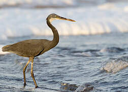 Western Reef Heron