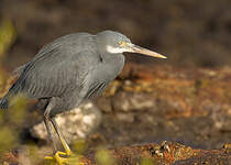 Aigrette des récifs