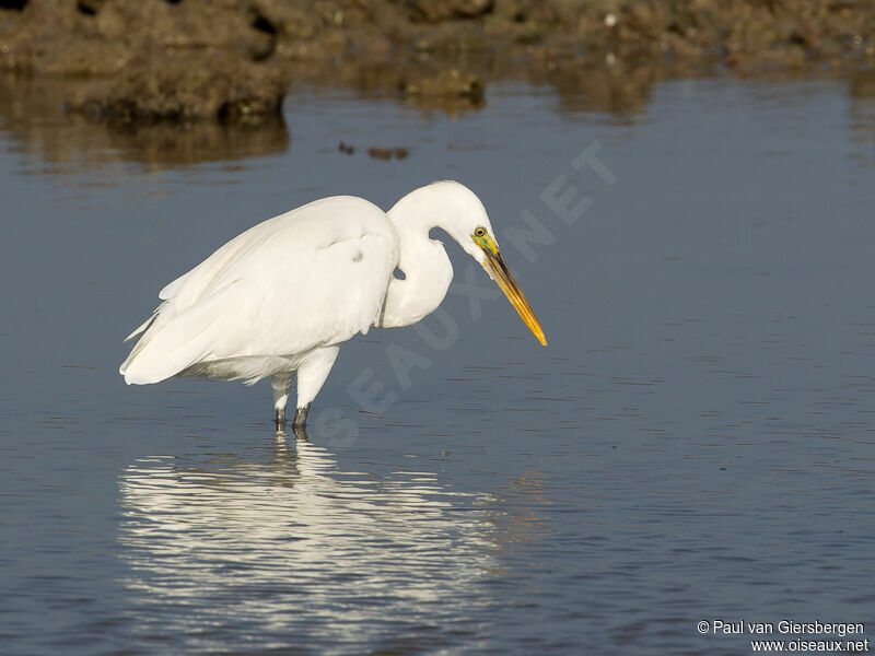 Western Reef Heron