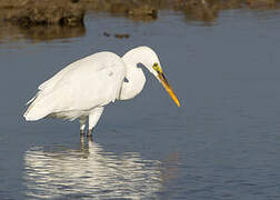 Aigrette des récifs