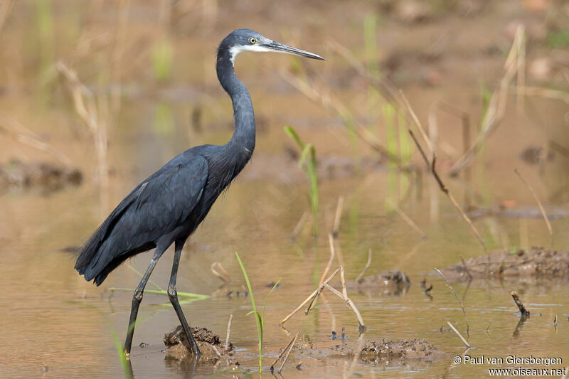 Western Reef Heron