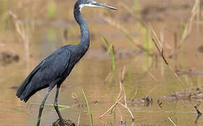 Western Reef Heron