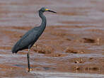 Aigrette dimorphe