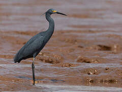 Dimorphic Egret