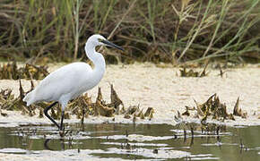 Little Egret