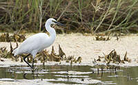 Aigrette garzette