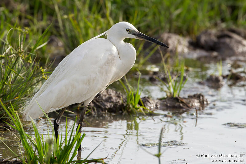 Aigrette garzette