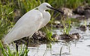 Aigrette garzette