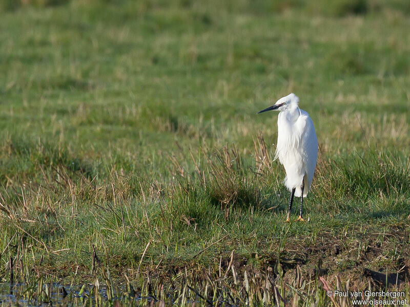 Aigrette garzette