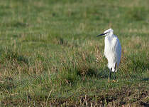 Aigrette garzette