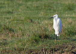 Aigrette garzette