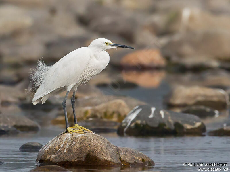 Little Egret