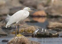 Aigrette garzette