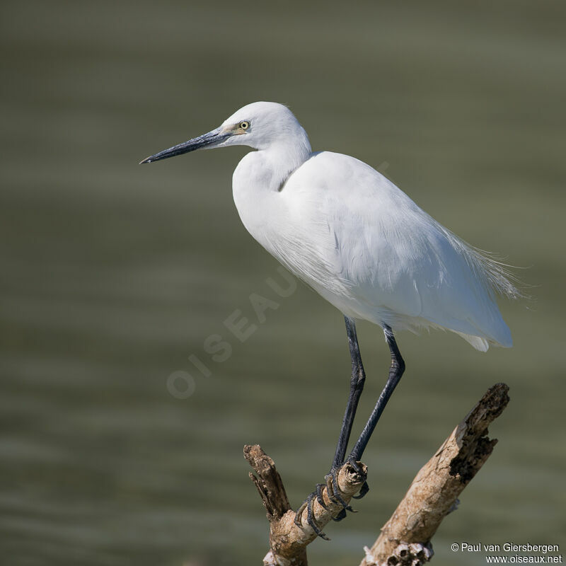 Little Egretadult